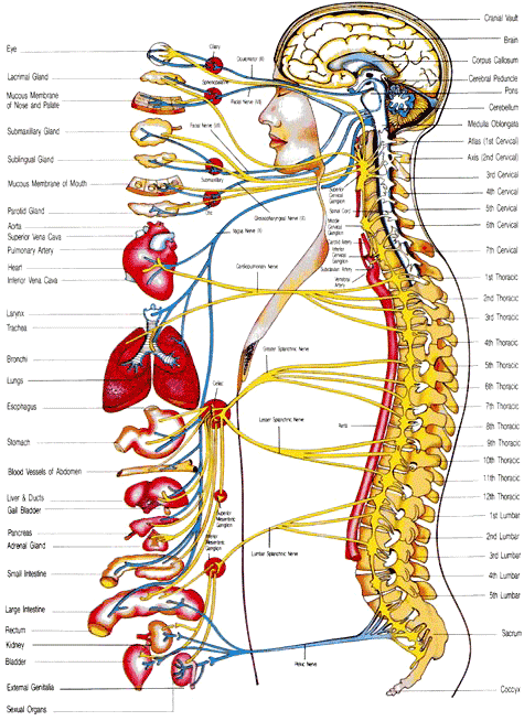 autonomic-nervous-system1 autonomic-nervous-system1